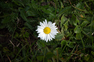 This high-resolution macro photograph captures a pristine white common daisy flower (Bellis perennis) with a vibrant yellow center, centered in a diverse patch of green grasses and leaves. © Anton Kustsinski