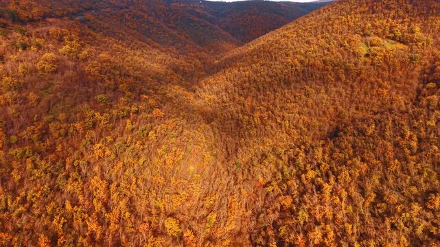 Late autumn hillside with bare and golden trees from above. Warm toned canopy across rolling slopes with valley shadow and ridge in the distance.