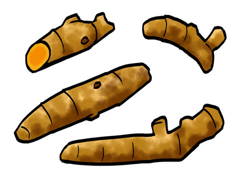 ウコン （筆タッチ/漢方/生薬） 和風 / Hand-drawn Turmeric Illustration in Brush Style