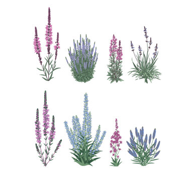 Several different types of flowering plants with purple and pink blossoms grow vigorously