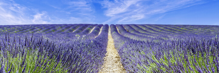 Obraz premium Champ de lavande au printemps dans le sud de la France