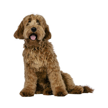 Cockapoo dog sitting isolated on transparent background