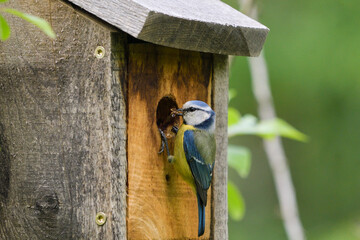 Close-up of a common blue tit in a nest box with food for its chicks © roberto