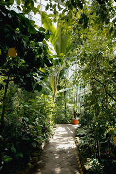 Lush tropical greenhouse with exotic plants, dense green foliage, and a winding garden path. Botanical garden interior