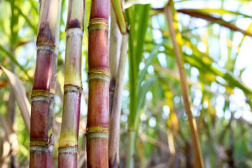 Sugarcane stalks growing in the field. © Bowonpat