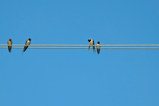Hirundo rustica - Barn Swallows gathering on overhead wires, Barn swallows perched on electric wire against clear blue sky, A group of little birds on electric cable line, The Martins, Saw-wings or Hi