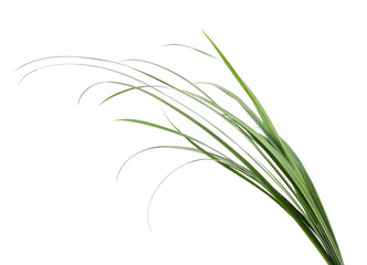 Fototapeta premium Bunch of long green grass blades isolated on a white background.