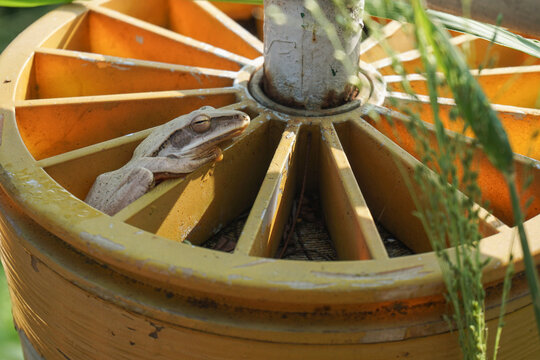 A close-up shot of a light brown common tree frog hiding and resting calmly inside the spoke compartment of a weathered yellow metal wheel structure on a bright day.