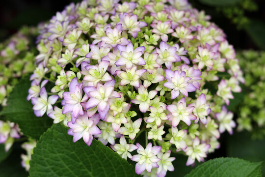 Hydrangea flower blooming beautifully amidst fresh green leaves.