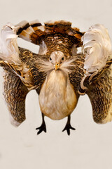 Obraz premium Bustard with fluffy feathers on a white background. Birds, ornithology, ecology.