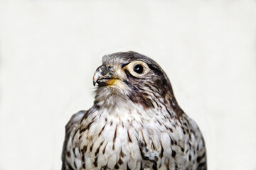 Obraz premium Lapland gyrfalcon with a sharp beak on a white background. Birds, ornithology, ecology.
