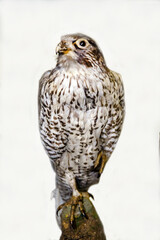 Obraz premium Lapland gyrfalcon with a sharp beak sitting on a stone on a white background. Birds, ornithology, ecology.