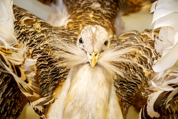 Obraz premium Bustard with fluffy feathers on a white background. Birds, ornithology, ecology.