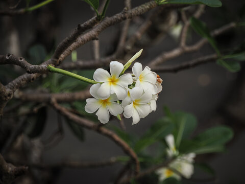 Fleurs de Frangipanier dans un arbre
