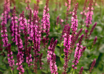 Obraz premium Beautiful pink Salvia nemorosa (Woodland Sage) flowers in the garden