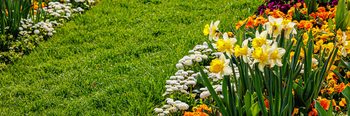 Fototapeta premium Colorful flowers bloom in a garden during spring near a grassy path on a sunny day in a park