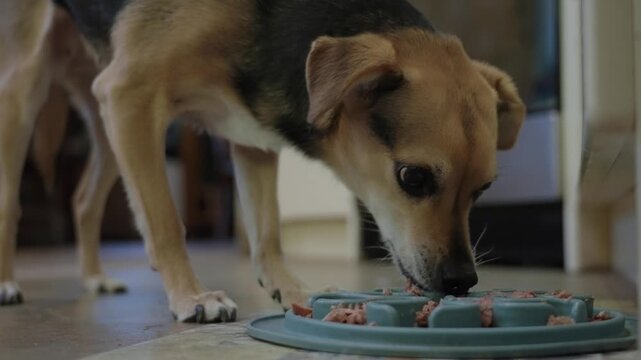 Small pet dog eagerly eats her breakfast from a plate on the floor