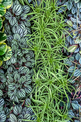 Obraz premium Assortment of green plants growing together in a garden setting during daylight hours