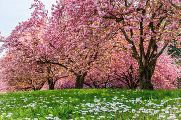 Naklejka premium Cherry blossom trees bloom in a park during spring with green grass and white flowers below the trees