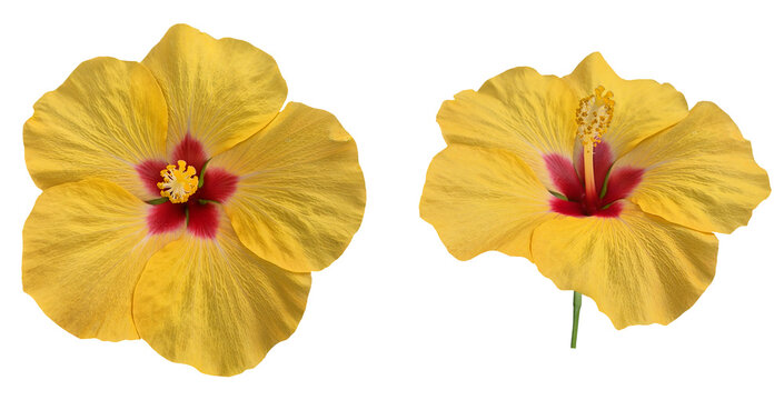 Natural yellow hibiscus flower isolated on transparent background .png