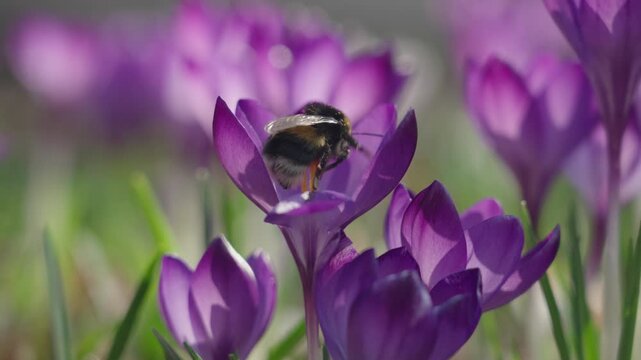 Bumblebee collecting nectar and pollen from blooming crocus flowers in early spring