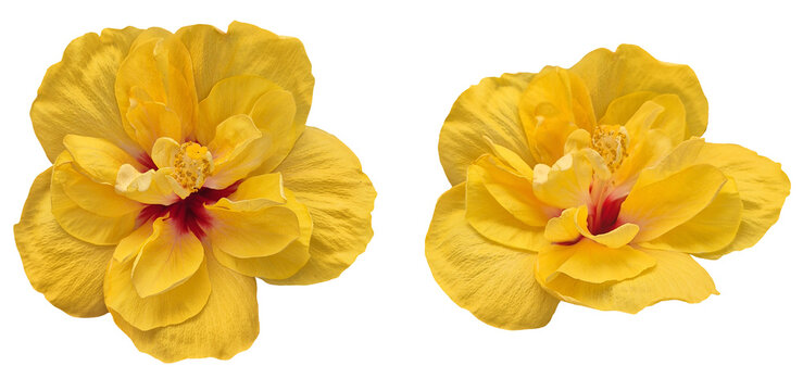 Natural yellow double hibiscus flower isolated on transparent background .png