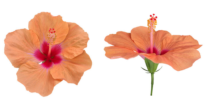 Natural orange coral hibiscus flower isolated on transparent background .png