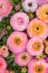Obraz premium Colorful ranunculus flowers in various shades of pink and peach in a garden setting during springtime