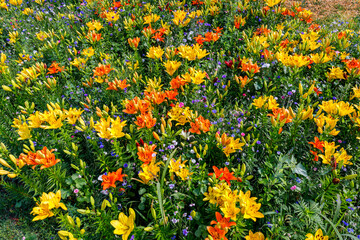 Obraz premium Bright flowers in a garden during spring create a colorful display for visitors to enjoy and admire the beauty of nature