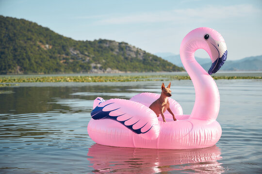 Yorkshire Terrier dog sits on inflatable flamingo in lake. Creative outdoor summer scene combining pet lifestyle and leisure concept.