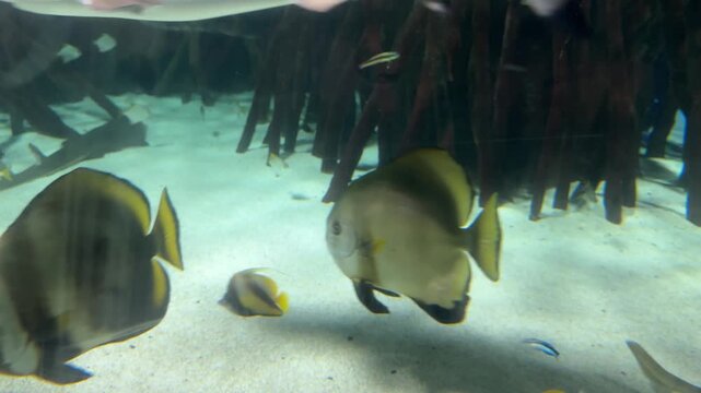 Blacktip reef shark Carcharhinus melanopterus swimming beside Rhizophora mangle roots in clear aquarium water. Marine species native to Indo Pacific coral reefs lagoons and mangroves.