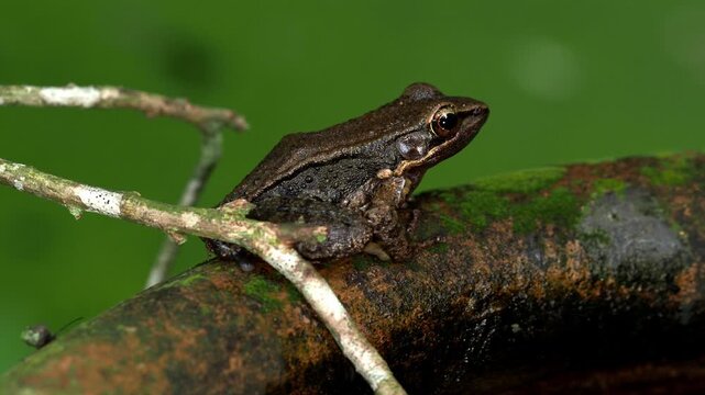 Brown Rainforest Frog Resting on Clay Water Jar Rim in Tropical Thailand