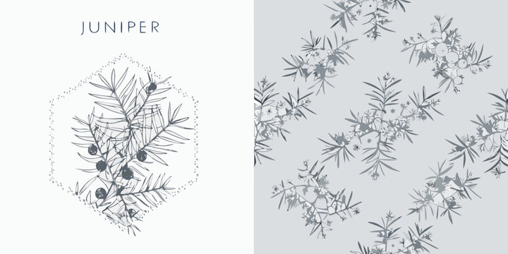 Juniper botanical illustration with gray foliage and repeating pattern