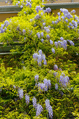 Obraz premium Wisteria flowers grow on vines near a house in spring in a sunny garden