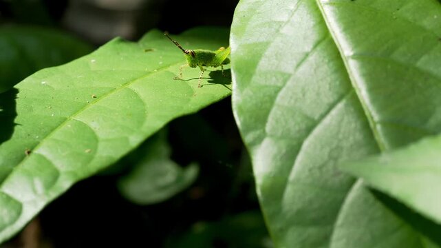 Spiny Green Katydid Nymph Resting on Tropical Foliage in Thailand