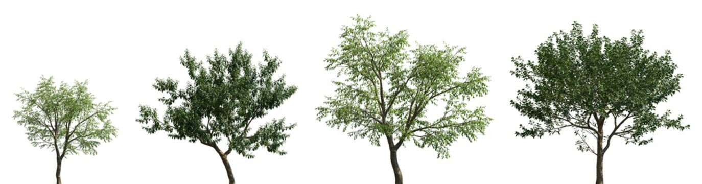 Set of Ziziphus jujuba and Prunus salicina frontal set street trees isolated png on a transparent background perfectly cutout