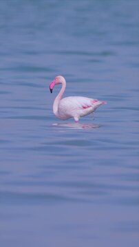 Solitary Greater Flamingo Standing in Shallow Water with Abstract Blue Ripple Reflection Background

Solitary Greater Flamingo Standing in Shallow Water with Abstract Blue Ripple Reflection Background