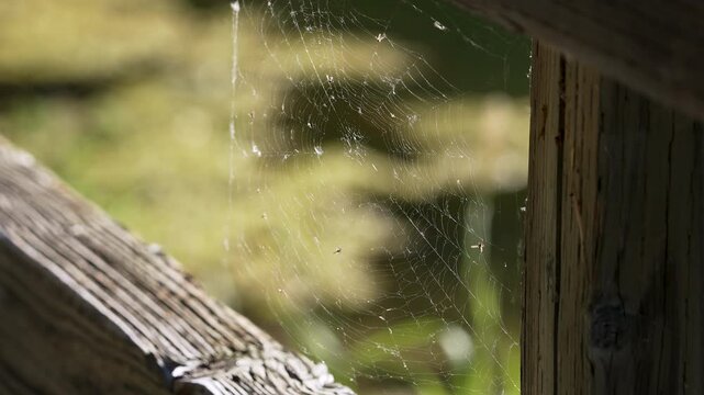 Close up view of a spider web on a fence blowing in the breeze in Provo Canyon, Utah.