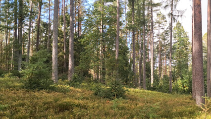 Fototapeta premium Sunny day in wild, deep forest in Bieszkowice, Kashubia, northern Poland.