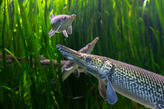 Alligator gar swimming among aquatic plants in freshwater habitat, ancient predatory fish species and freshwater biodiversity concept