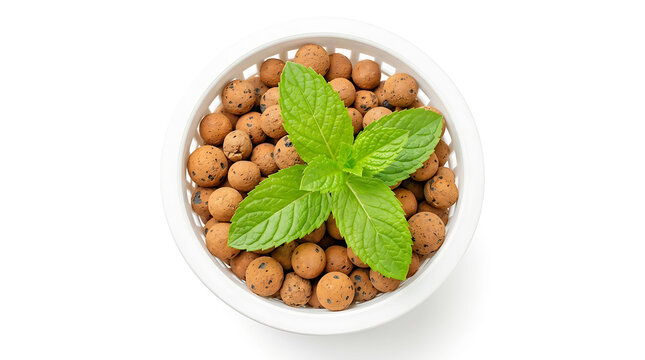 Mint plant growing in clay pebbles hydroponically