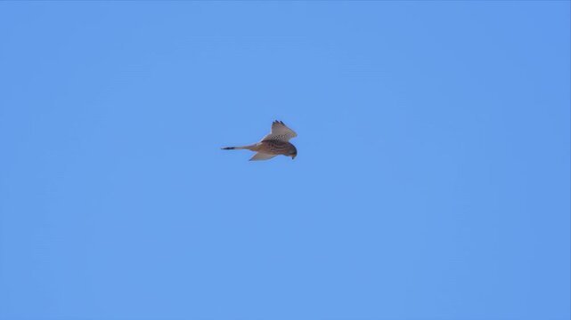 Lesser Kestrel Banking Sharply in Flight Against Blue Sky Revealing Wing and Tail Pattern Detail