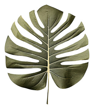 PNG Monstera leaf plant xanthosoma annonaceae.