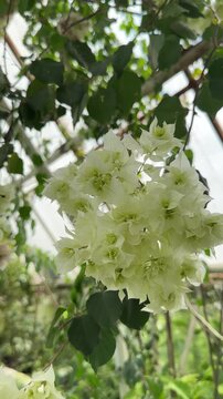 White bougainvillea paper flowers hanging in greenhouse garden