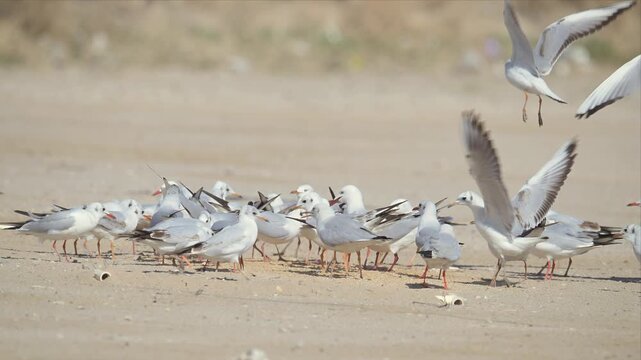 Flock of Black-headed Gulls Feeding and Squabbling Together on Sandy Coastal Beach
