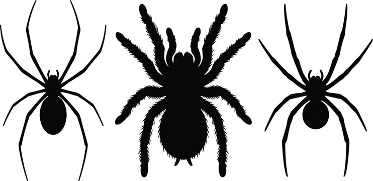 Black silhouette illustrations of spiders including tarantula and house species, symbolizing arachnid diversity, wildlife, fear, and natural insect design