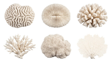 Collection of various dried white coral specimens on a transparent background, perfect for natural history studies. © Ladislav