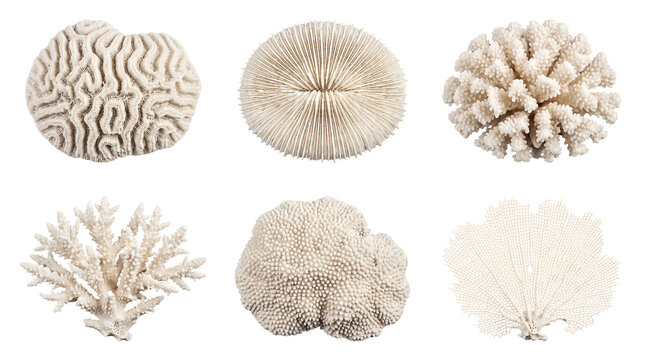 Collection of various dried white coral specimens on a transparent background, perfect for natural history studies.
