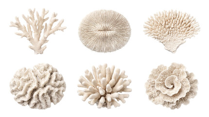 Diverse collection of dried white coral pieces with unique textures, photographed on a transparent background. © AbdulWaheed