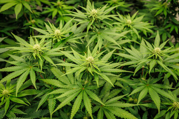 Fototapeta premium Cannabis plants grow under bright lights in a greenhouse setting during the day